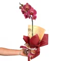Orquidea Phalaenopsis 1 Haste